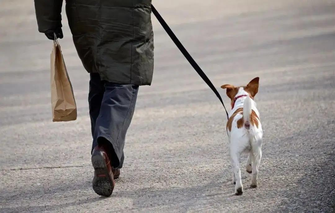 What to bring while walking your dog? There are six essential items